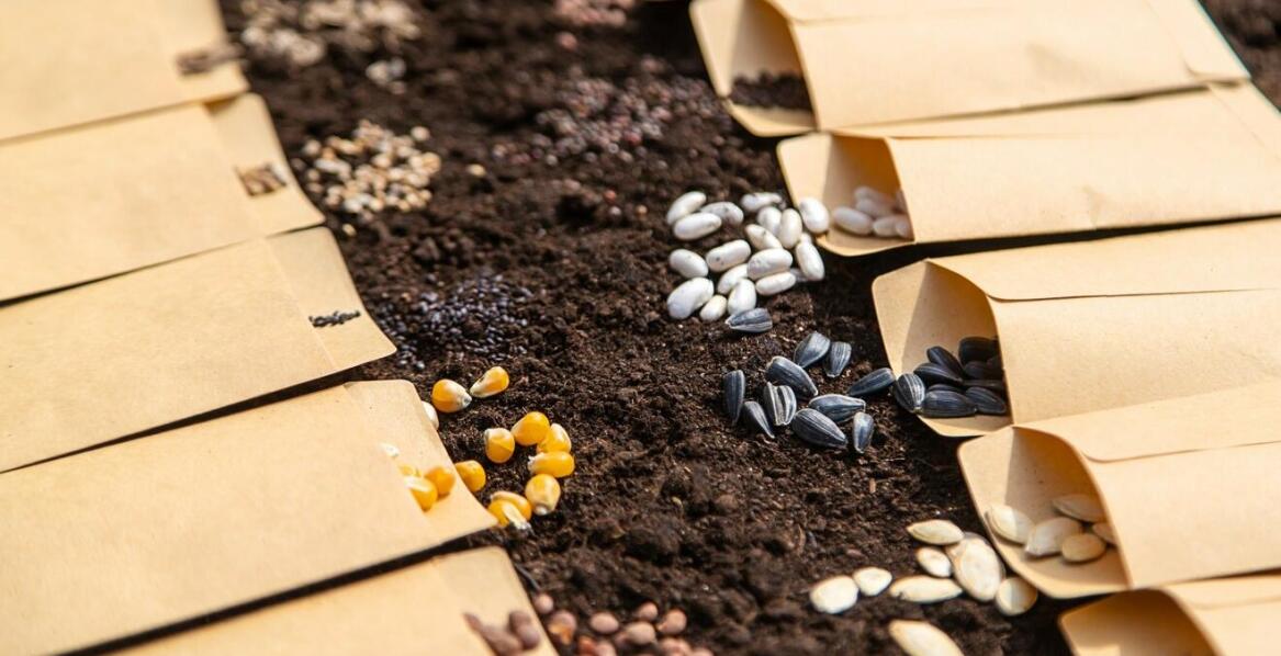 Wybór nasion traw do zróżnicowanych warunków klimatycznych