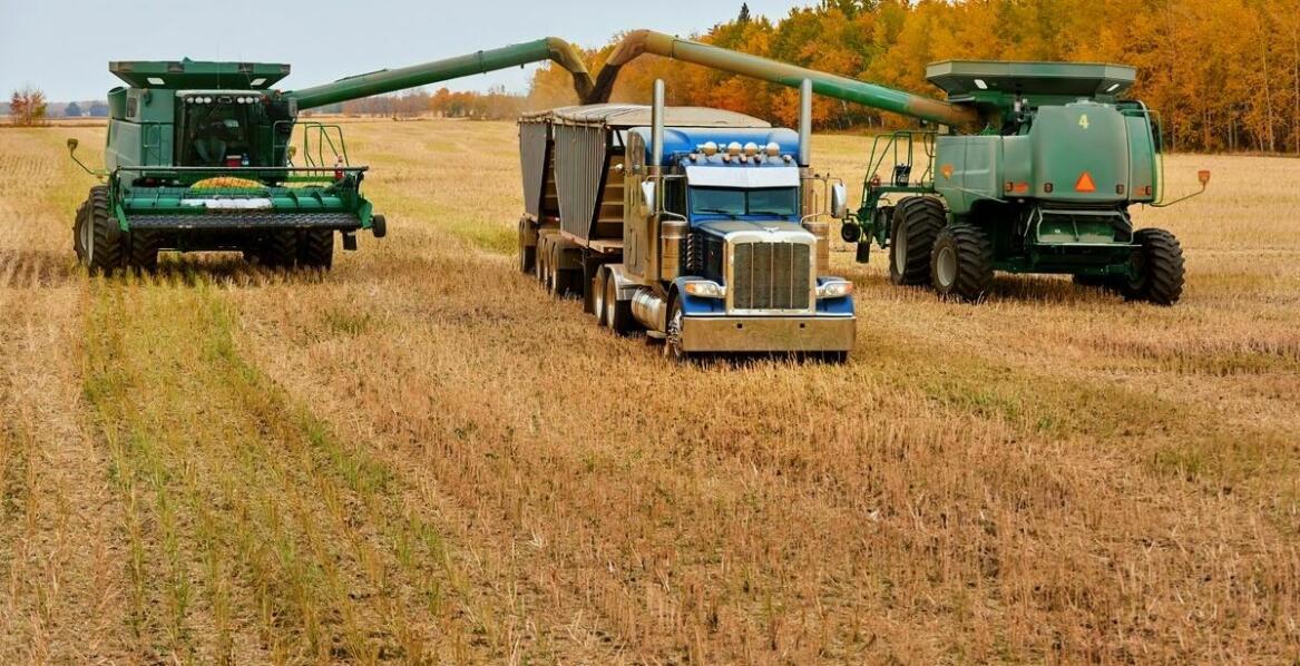 Jak elastyczne terminy odbioru ułatwiają sprzedaż rzepaku?