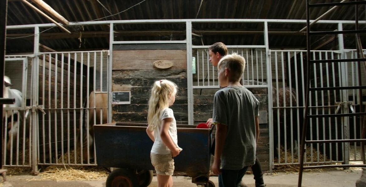 Dlaczego wynajem stajni jest korzystnym rozwiązaniem dla młodych hodowców?