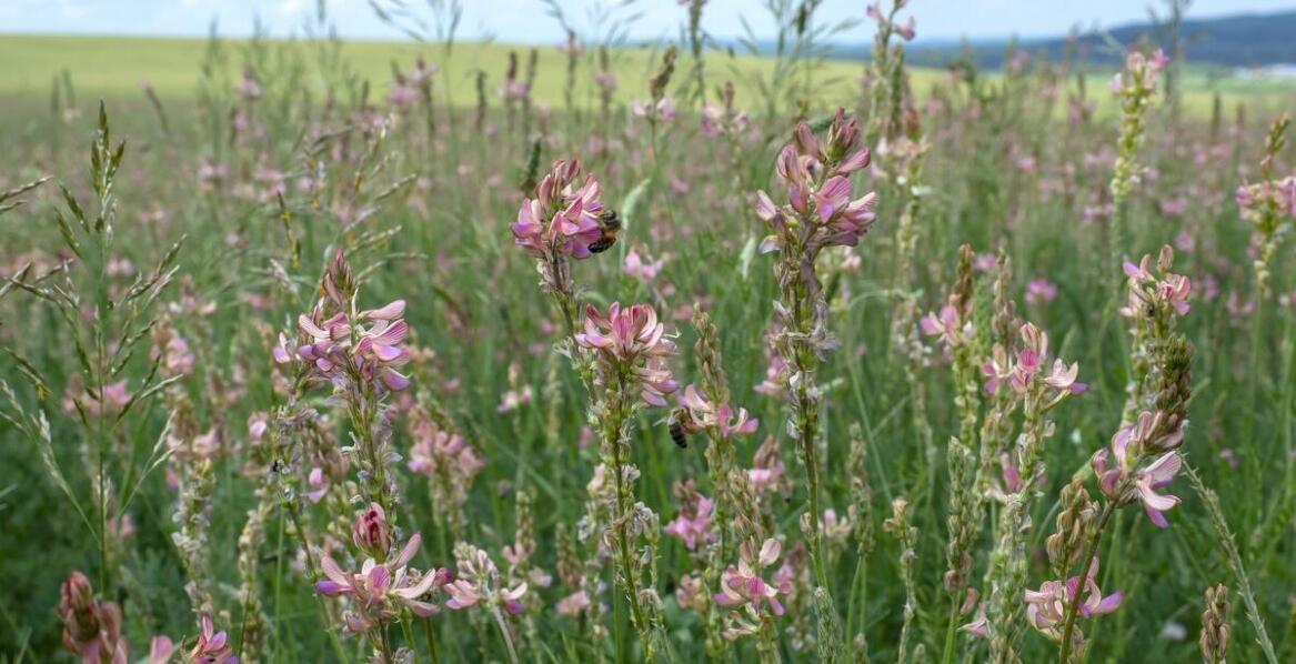 Najlepsze techniki uprawy wyki do zwiększenia miododajności