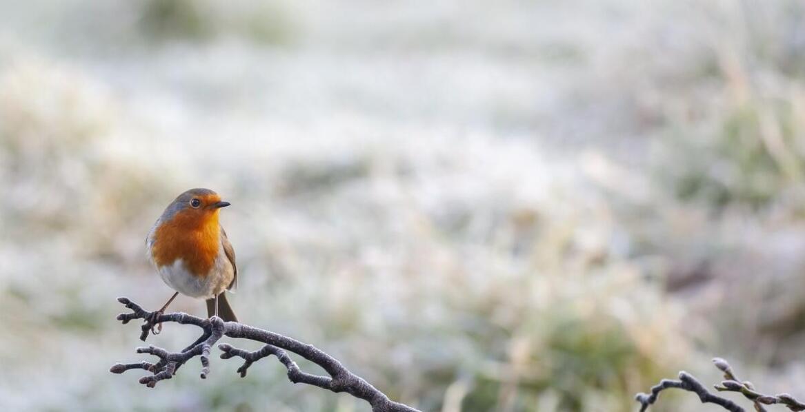 Robinia na pniu – jak wkomponować ją w aranżacje ogrodowe?