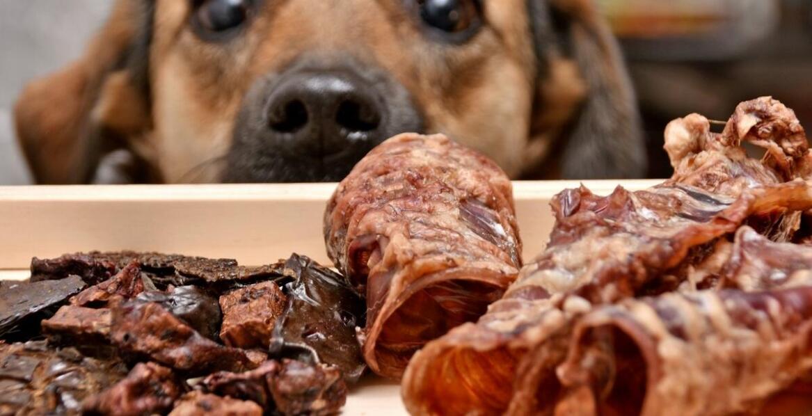 Zdrowotne korzyści mięsa z dziczyzny w diecie BARF dla domowych zwierząt