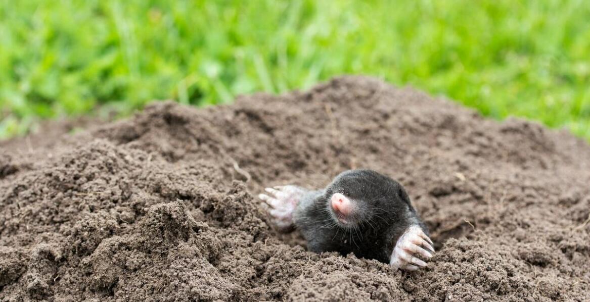 Profesjonalne zwalczanie kretów – dlaczego warto zaufać ekspertom?