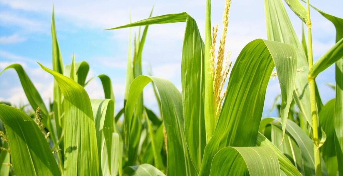 Jakie jare zboża wybrać dla lepszej odporności na choroby?