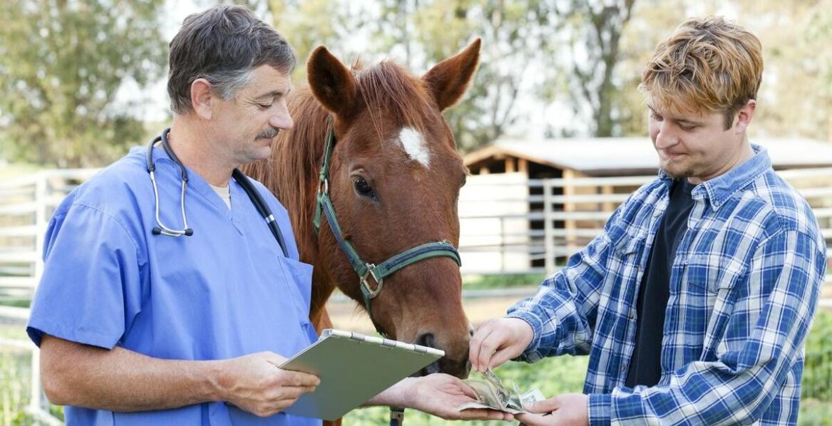 Jakie czynniki wpływają na wybór odpowiednich suplementów dla koni z wrzodami?