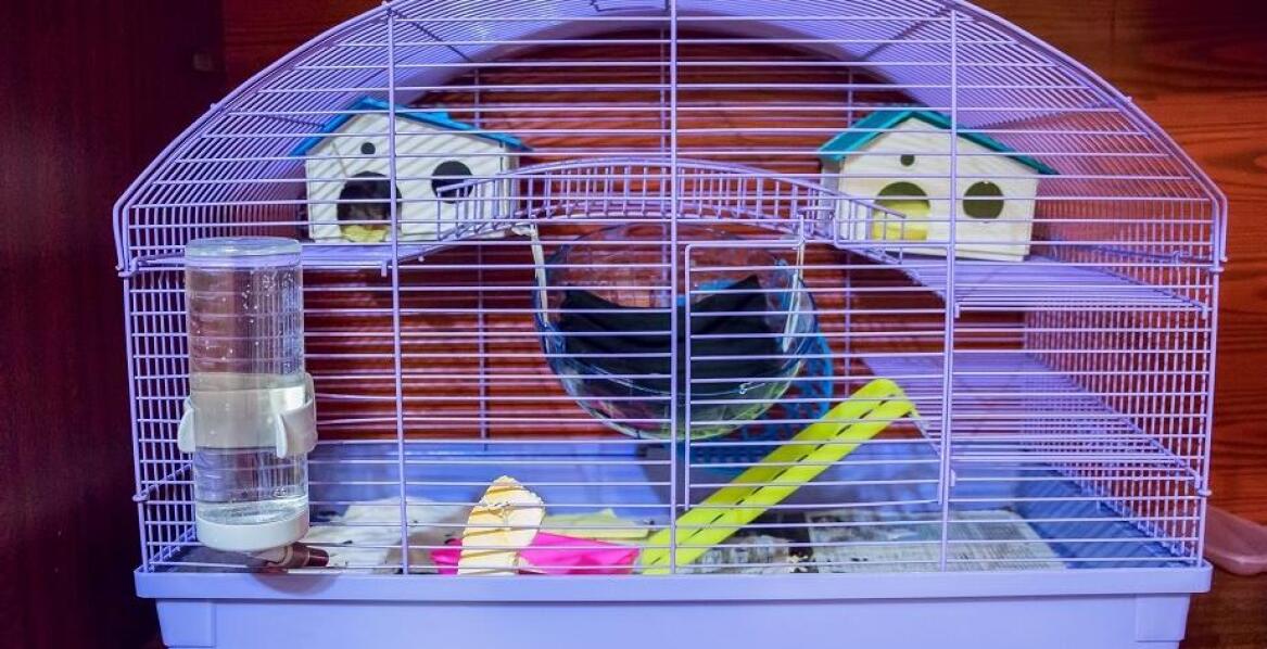 Znaczenie odpowiedniego oświetlenia w klatkach dla gryzoni.