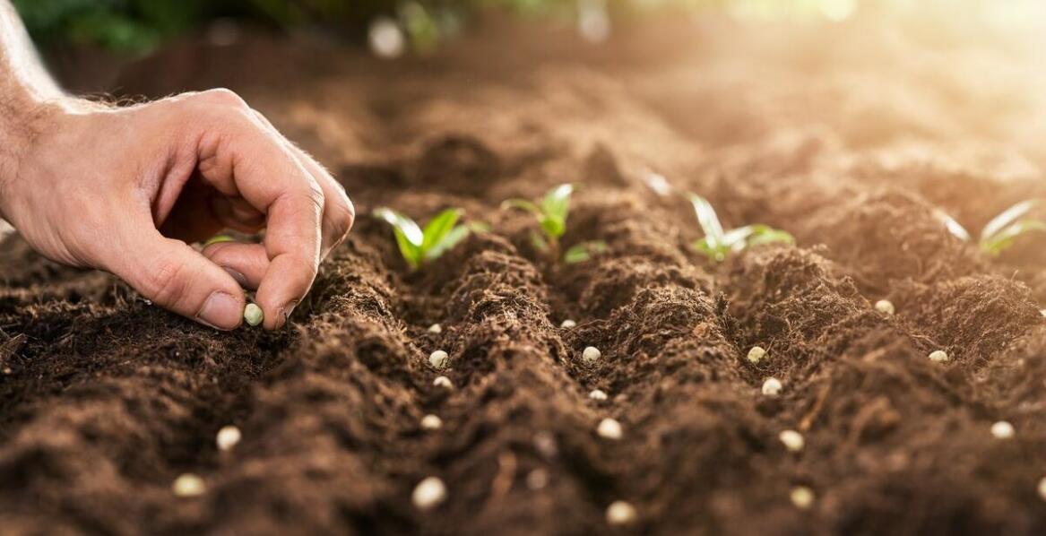 Najlepsze praktyki w pielęgnacji trawnika: wybór nasion i nawozów