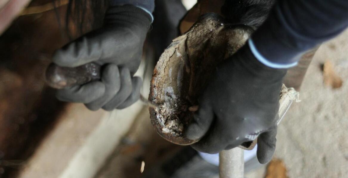 Jakie znaczenie ma jakość kopystek w codziennej pielęgnacji kopyt?