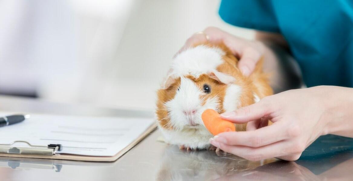 Jakie przekąski są najlepsze dla zdrowia małych zwierząt?