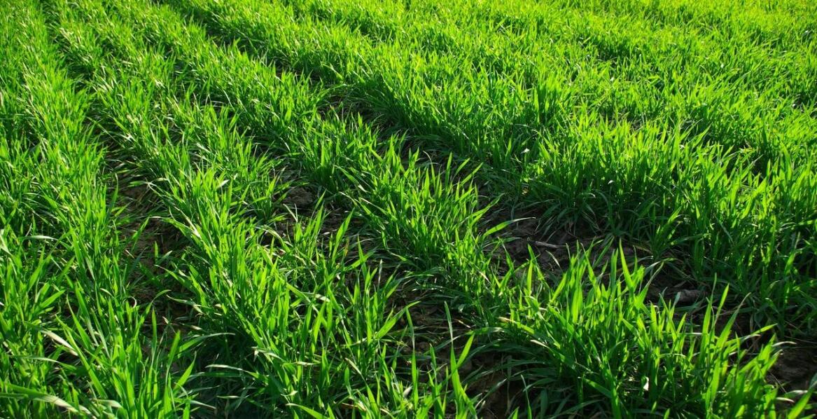 Jak mieszanki traw wpływają na ochronę gleby przed erozją?