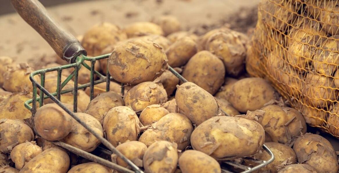 Jakie są kluczowe zalety używania starej ziemniaczanej kopaczki?