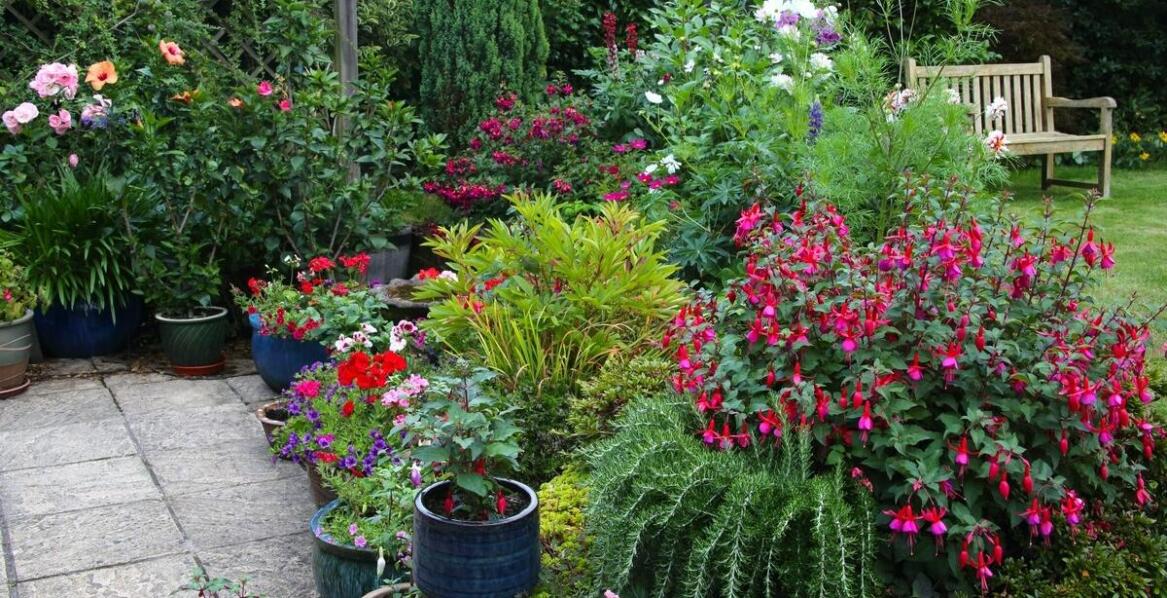 Jakie choroby mogą zaatakować róże w doniczkach i jak im zapobiegać?