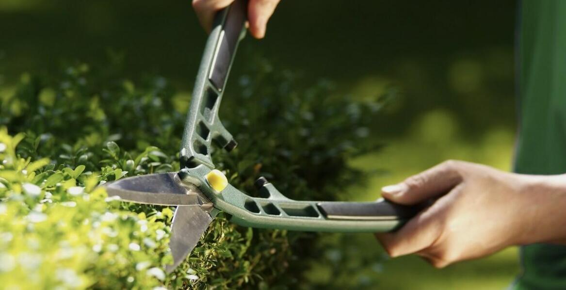 Jakie znaczenie ma odpowiednie cięcie dla gęstości żywopłotu?