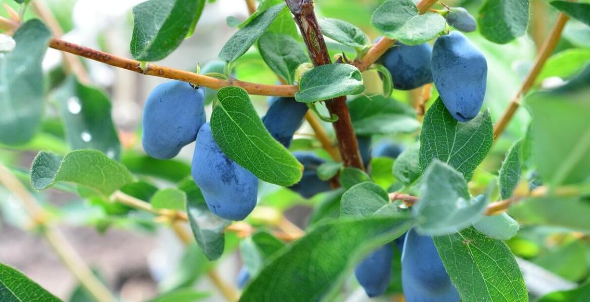 Śliwa Kometa – jak wpływa na bioróżnorodność w ogrodzie?