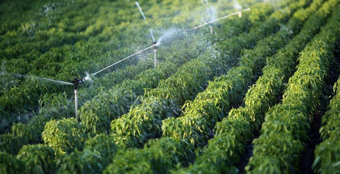 Znaczenie precyzyjnego dostosowania systemu nawadniania dla zdrowia roślin.