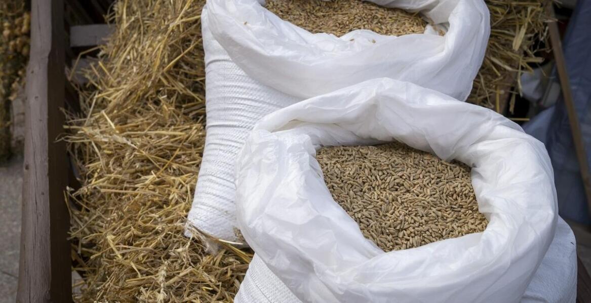 Różnorodność paszowych słodzików: jak wybrać najlepszy dla swojego stada?