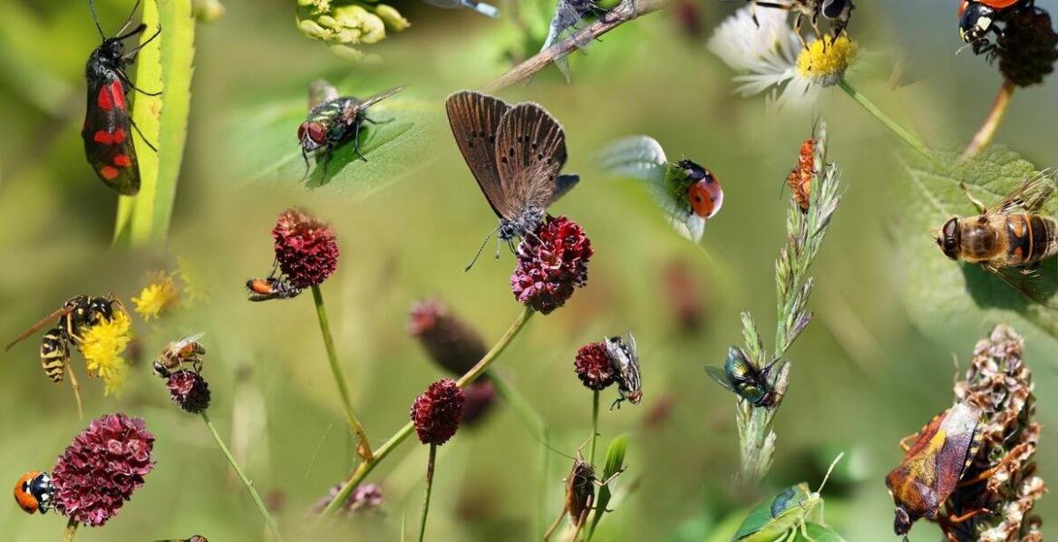 Lokalna fauna w Parku Młynówka: rzadkie zwierząt gatunki