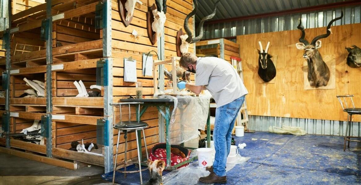 Jakie materiały są najczęściej wykorzystywane przy wypychaniu zwierząt?