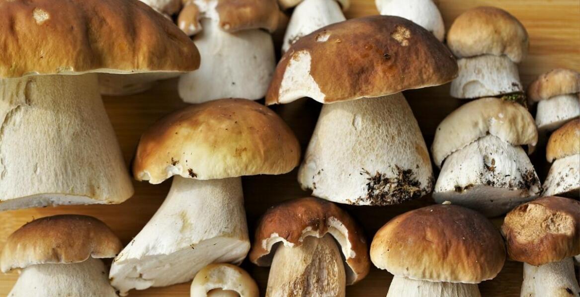 Differentiation of the wholesale mushroom offering as support for culinary creativity