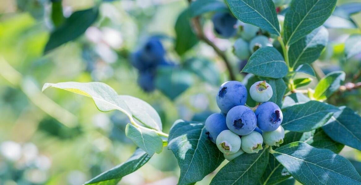 Wholesale berries offer—how does it influence kitchen innovation?