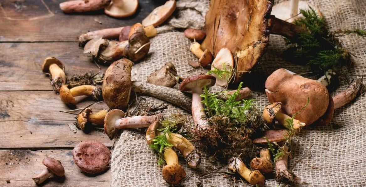 The importance of Polish mushrooms in the wholesale offer for restaurants