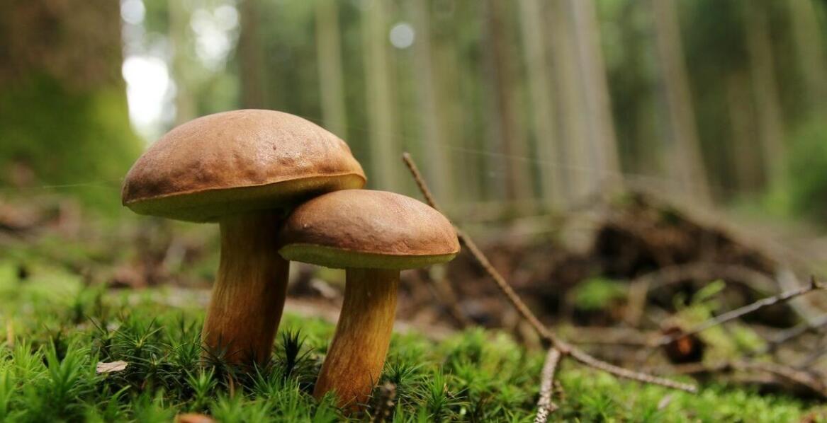 The role of ecological practices in mushroom cultivation in the food industry